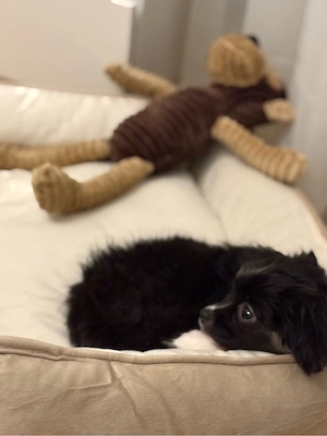 Teddy sucht ein neues Zuhause