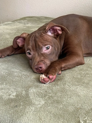 American Pocket Bully Rüde 