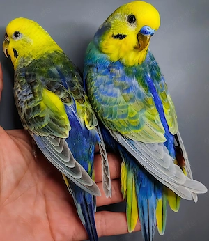 2 Rainbowwellensittiche zusammen mit gebrauchte More Darwin Zimmervoliere