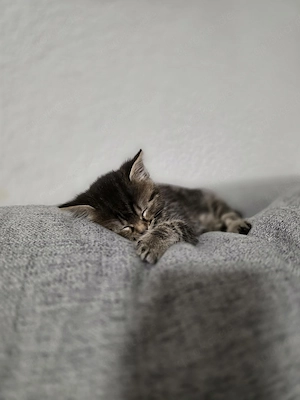 Katzenbabys 
