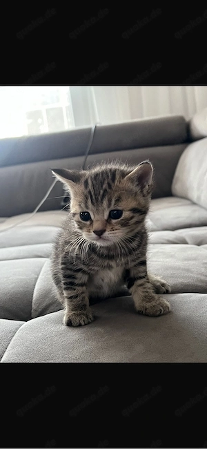 4 bkh kitten 