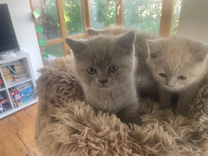 BKH Kitten Lillac