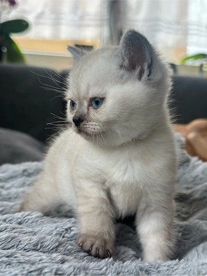 BKH Kitten * 2 Jungs + 1 Mädchen*