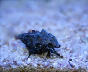 Einsiedlerkrebse Meerwasser