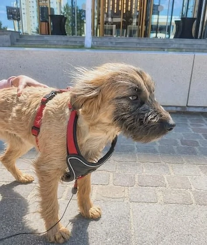 Hübsche Wilma sucht Familienanschluss Bild 3