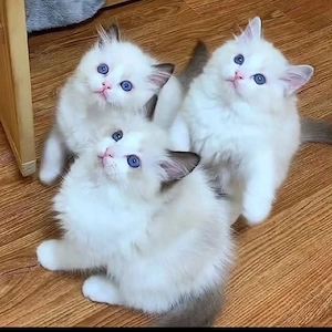 Ragdoll-Kätzchen suchen ein liebevolles Zuhause 