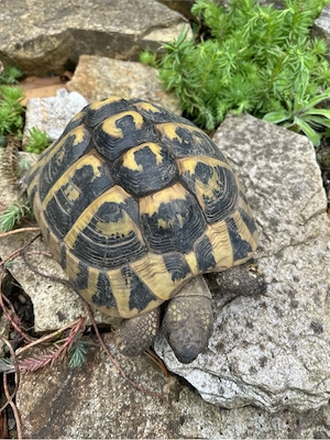  Griechische Landschildkröte, adultes Weibchen 20 Jahre