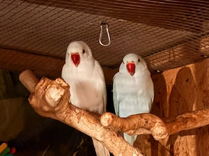 Halsbandsittichpärchen 
