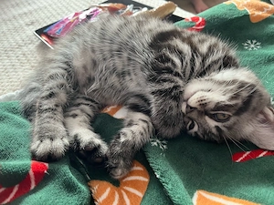 Babykatzen