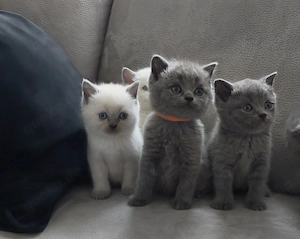 BKH Britischkurzhaar blue lilac point Kitten
