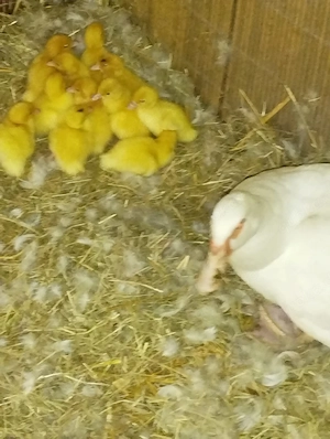 Warzenenten Küken, Stummenten, Flugenten Kücken mit Ente Mama  Geschlüpft am 18.05 11 Küken und Ente