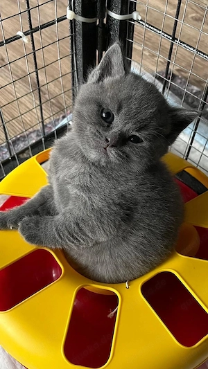 BKH Kitten