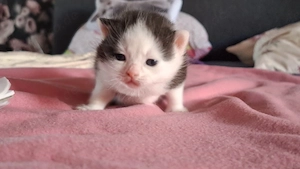Noch 1 kleines Katerchen ab dem 4.7.26 abzugeben.  Tragen Cinnamon Chocolate und Point