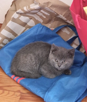 Süße reinrassige BKH Kitten  Bild 4