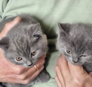 Süße reinrassige BKH Kitten 