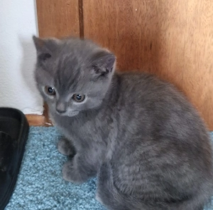 Süße reinrassige BKH Kitten  Bild 3