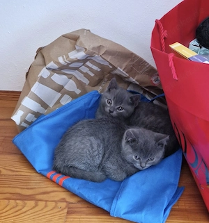 Süße reinrassige BKH Kitten  Bild 2