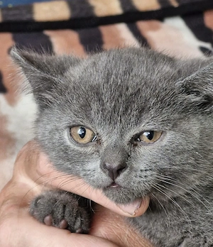 Süße reinrassige BKH Kitten  Bild 5