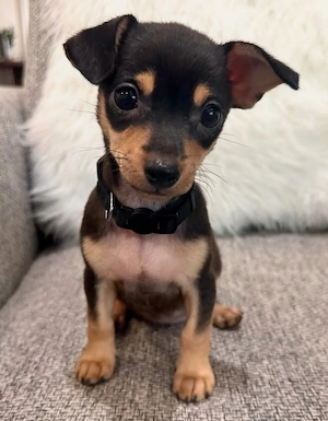 Chihuahua Mini!!