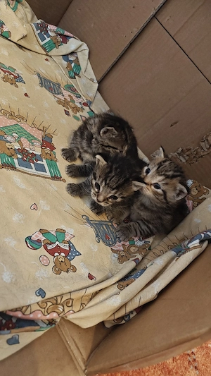 Kleiner Katzen-Nachwuchs abzugeben   
