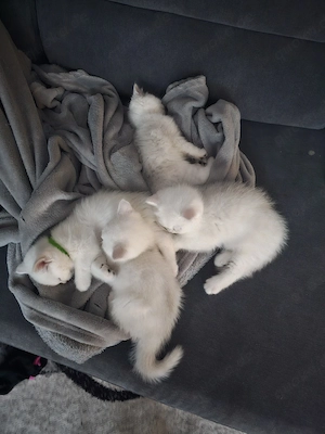 4 BKH Kitten