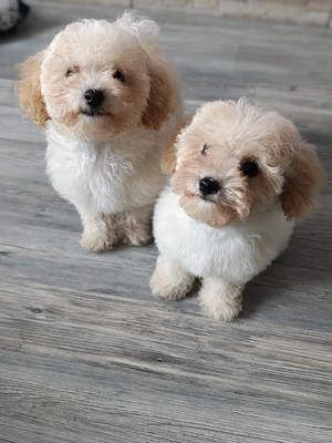 Maltipoo F1 