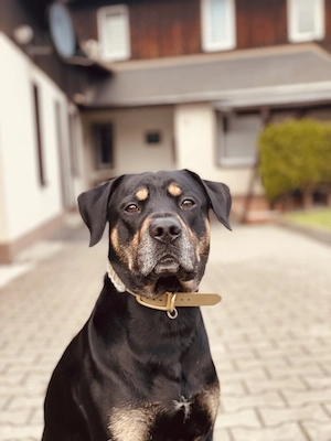 Cookie sucht neues liebevolles ZuHause