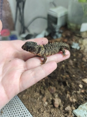 2 Baby Buschkrokodile "Tribolonotus gracilis"  7 und 4 Monate alt suchen ein Zuhause
