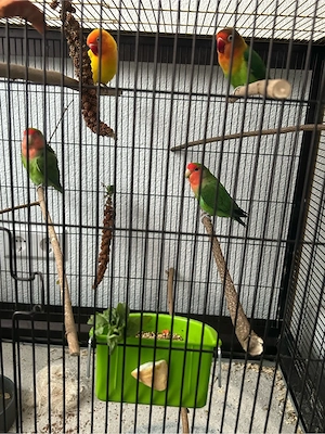 agaporniden abzugeben 