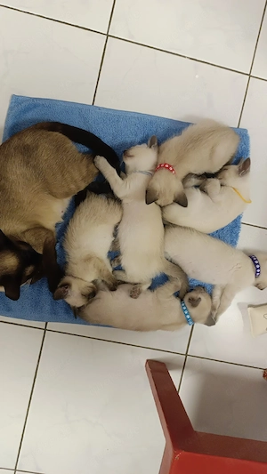 siam kitten 