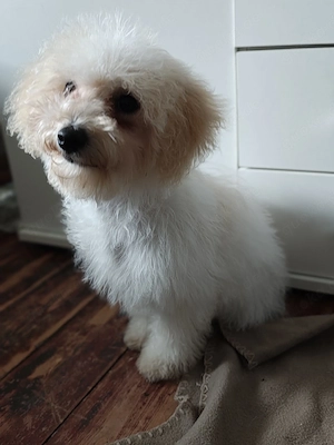 (Bailey)Maltipoo