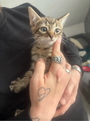 Wunderschönes bengal mix weibchen 