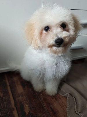 (Bailey)Maltipoo