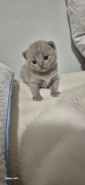 bkh kitten ab Juli abzugeben 