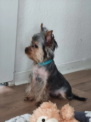 Ein kleines Wunder einer kleinen Es gibt einen Jungen und ein Mädchen. Rasse für eine liebevolle Fam