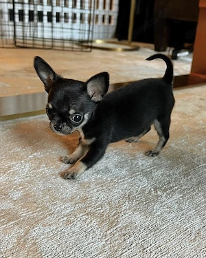Chihuahua Welpen 2026