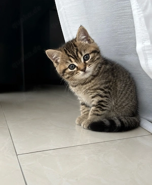Katzenbaby    