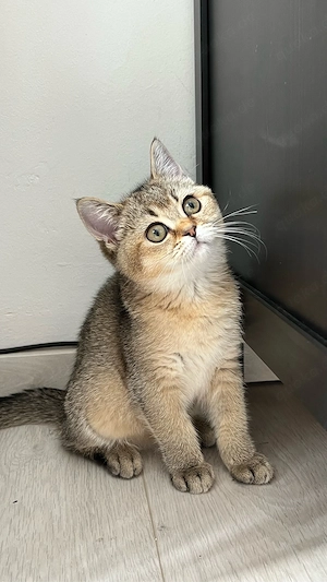 Zuckersüßes British Shorthair (BKH) Katzenmädchen sucht ein liebevolles Zuhause