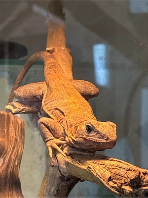 schwarzer leguan 