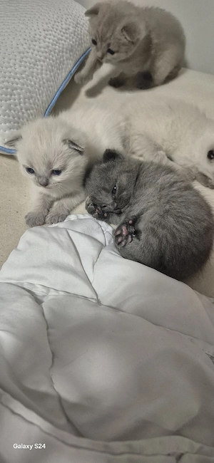 bkh kitten ab Juli abzugeben  Bild 4