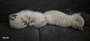 bkh kitten ab Juli abzugeben  Bild 2