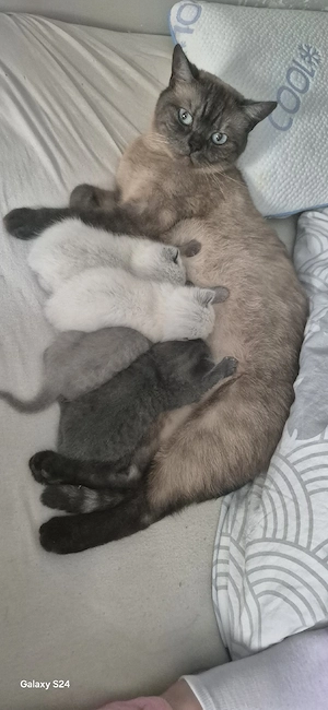 bkh kitten ab Juli abzugeben  Bild 5