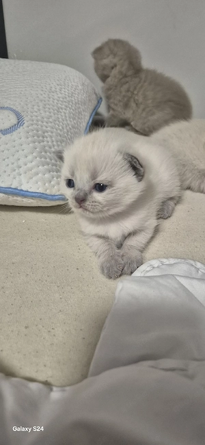 bkh kitten ab Juli abzugeben  Bild 3