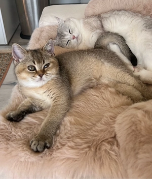 Zuckersüßes British Shorthair (BKH) Katzenmädchen sucht ein liebevolles Zuhause