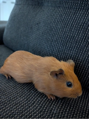 Meerschweinchen weiblich 