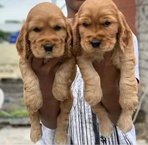 Cocker Spaniel Welpen Bild 2