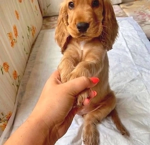 Cocker Spaniel Welpen Bild 4