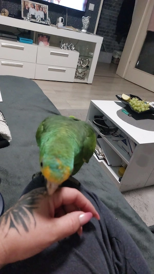 Papagei  in gute hände abzugeben.  Bild 2