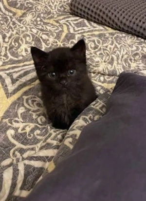 kater 2 kleine schwarze babys,einer ist reserviert