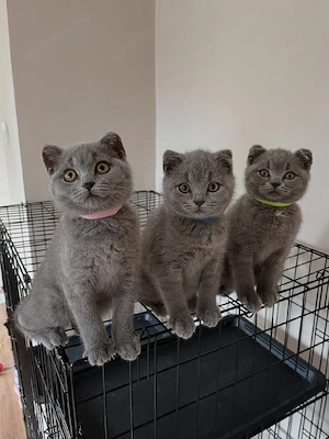 British Shorthair (BKH)-Kätzchen suchen ein liebevolles Zuhause 